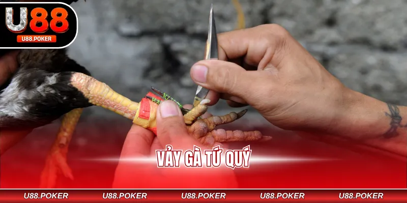 vảy gà tứ quý
